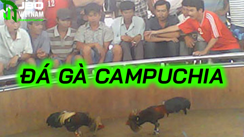 Các lỗi thường gặp khi chơi đá gà Campuchia