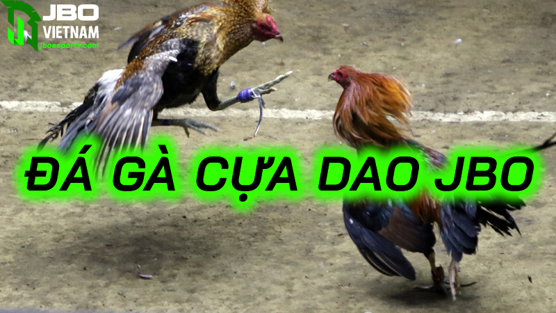 Giải thích các cửa cược phổ biến trong đá gà cựa dao