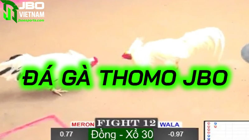 Hướng dẫn cách chơi đá gà Thomo JBO chi tiết