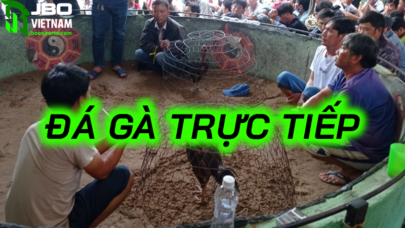 Hướng dẫn chơi đá gà trực tiếp tại JBO chi tiết