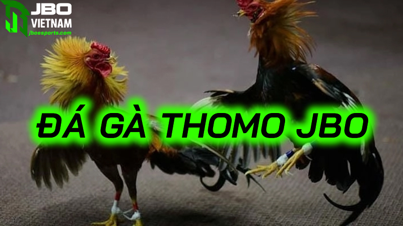 Kinh nghiệm chơi đá gà Thomo luôn thắng từ cao thủ