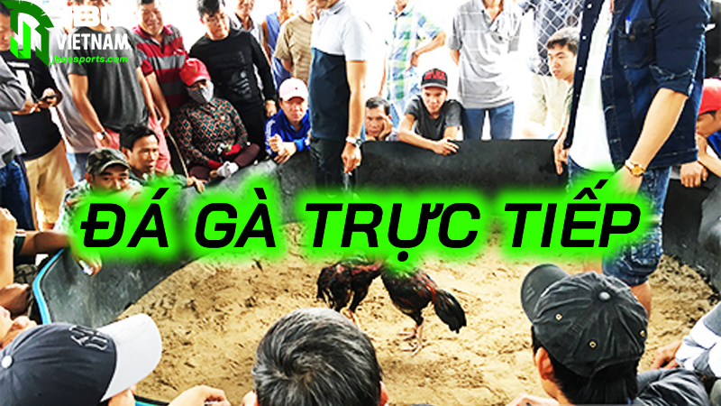 Kinh nghiệm chơi đá gà trực tiếp luôn thắng