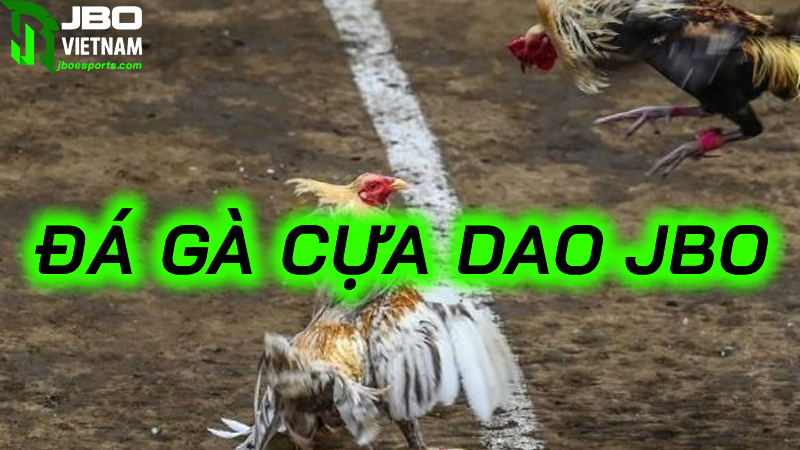 Kinh nghiệm soi kèo đá gà luôn thắng